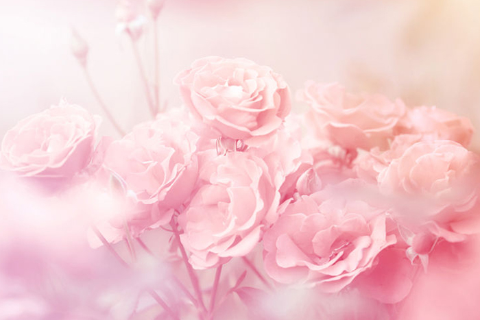 Pink Roses Blur Background - Gallery Corner