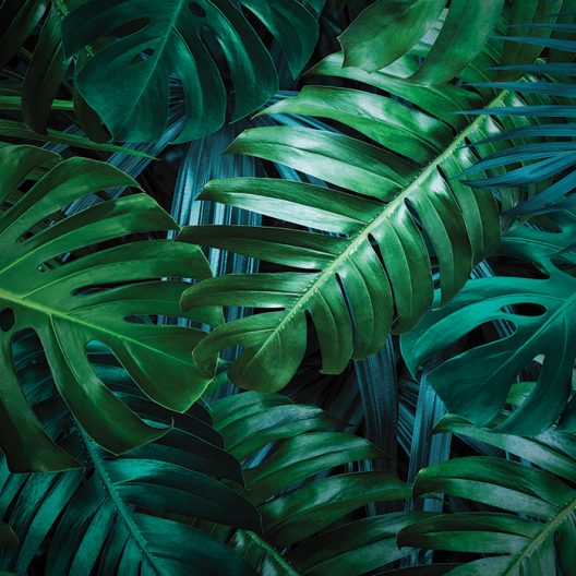 Tropical Leaves - Gallery Corner